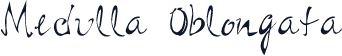 Medulla Oblongata
