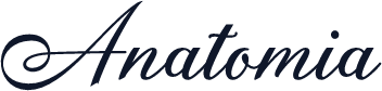 Anatomia