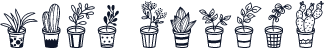 Home Plants