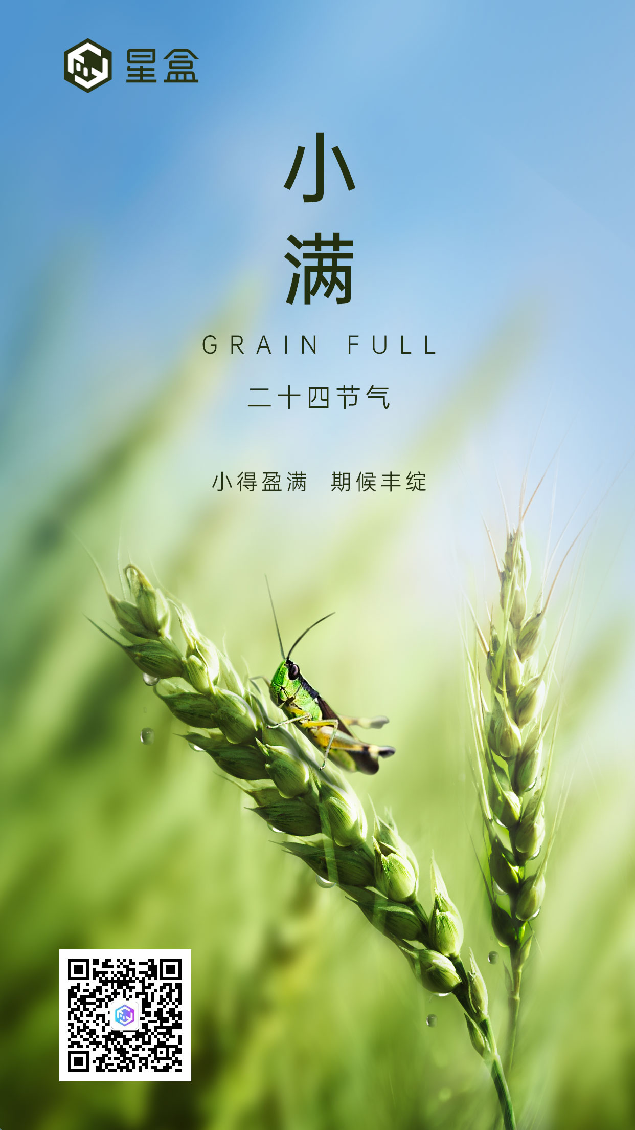 「小满」节气主题海报 – 麦穗蚂蚱自然风